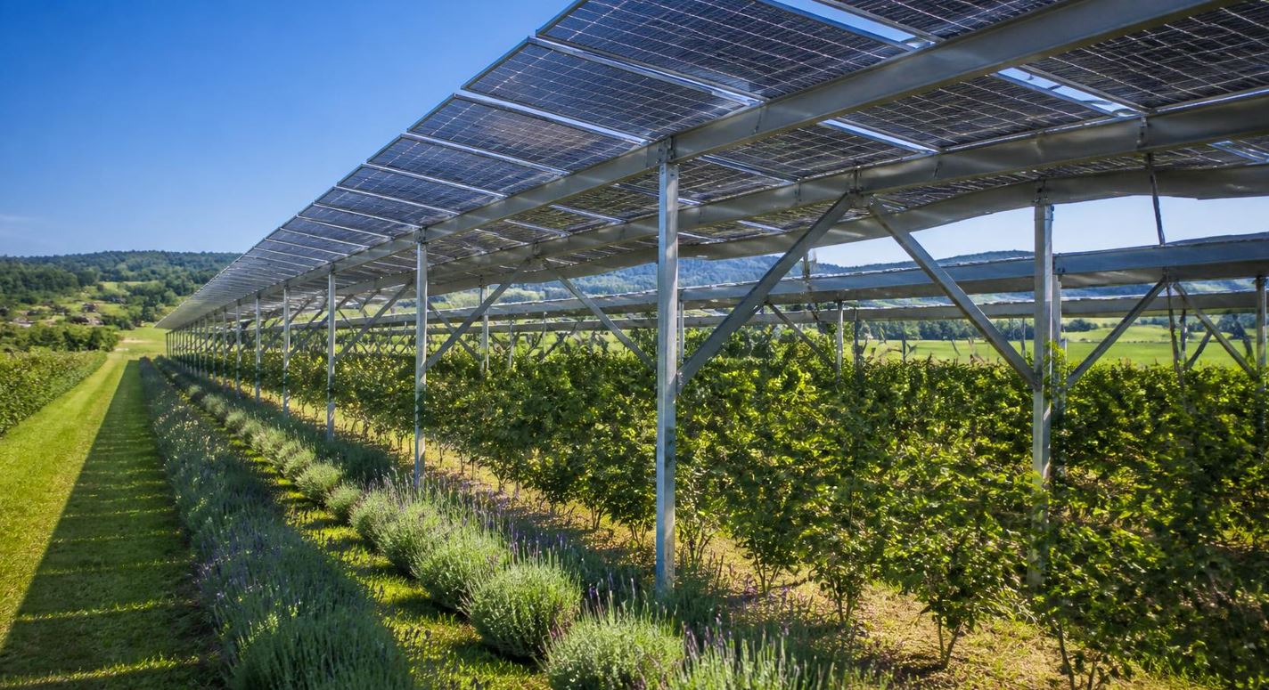 Agrivoltaika — solarna elektrana i poljoprivreda na istoj parceli